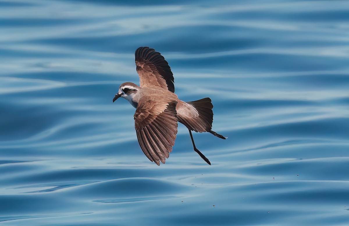 White-faced Storm-Petrel - ML643370937