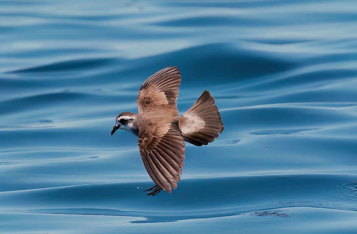 White-faced Storm-Petrel - ML643370938