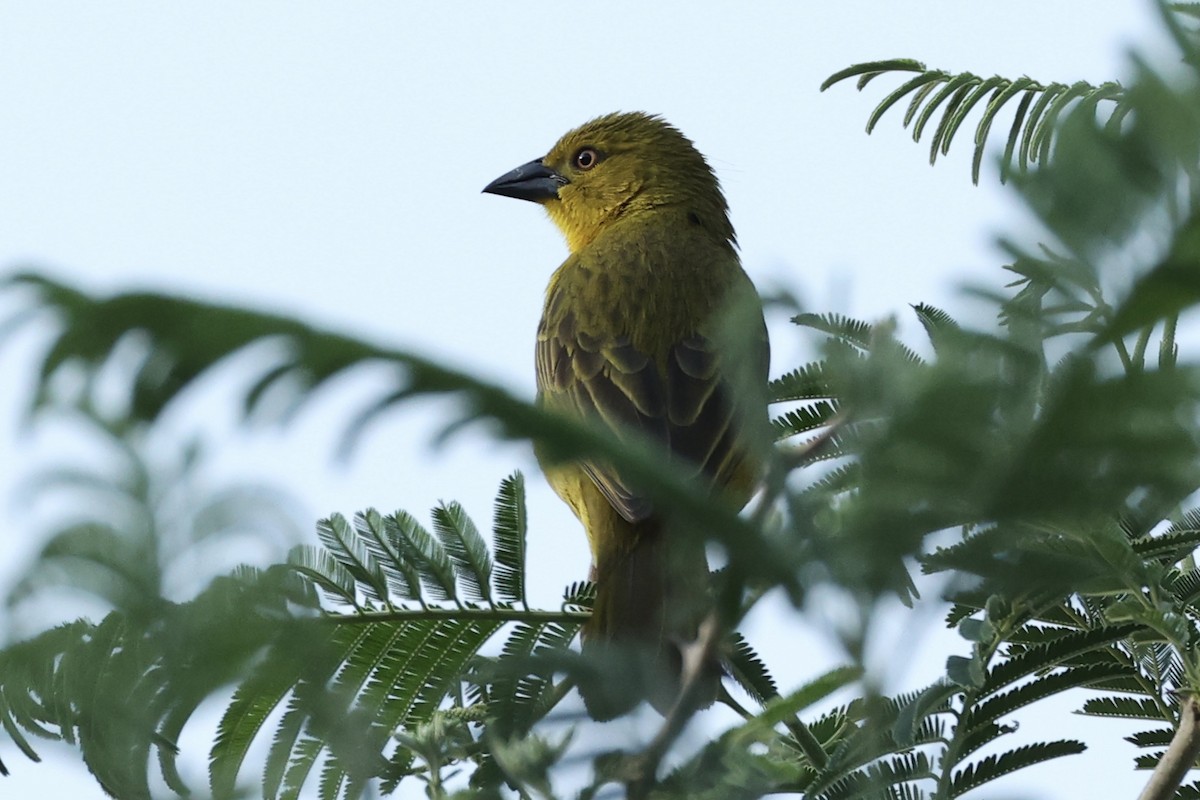 Holub's Golden-Weaver - ML643370943