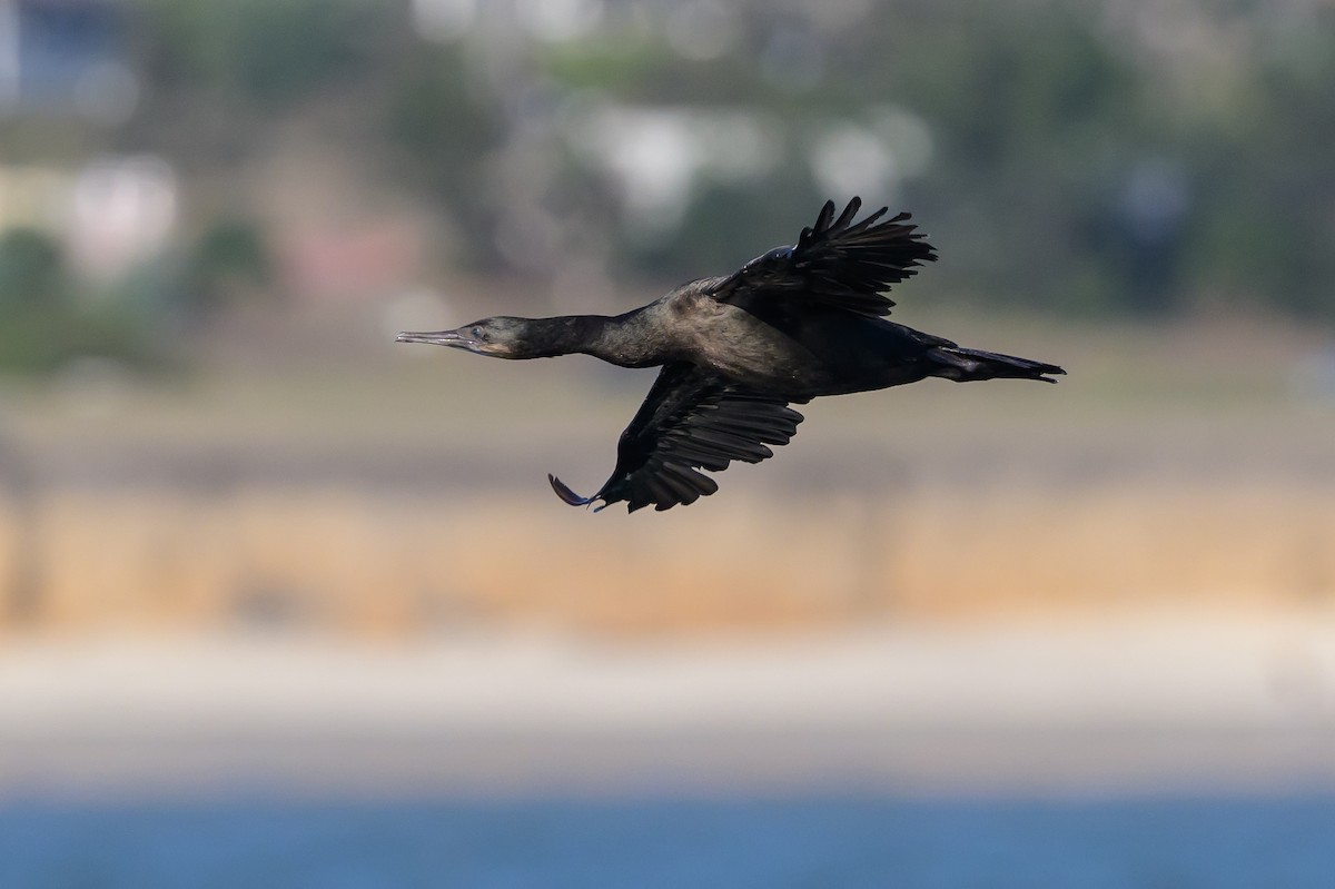 Brandt's Cormorant - ML643370949