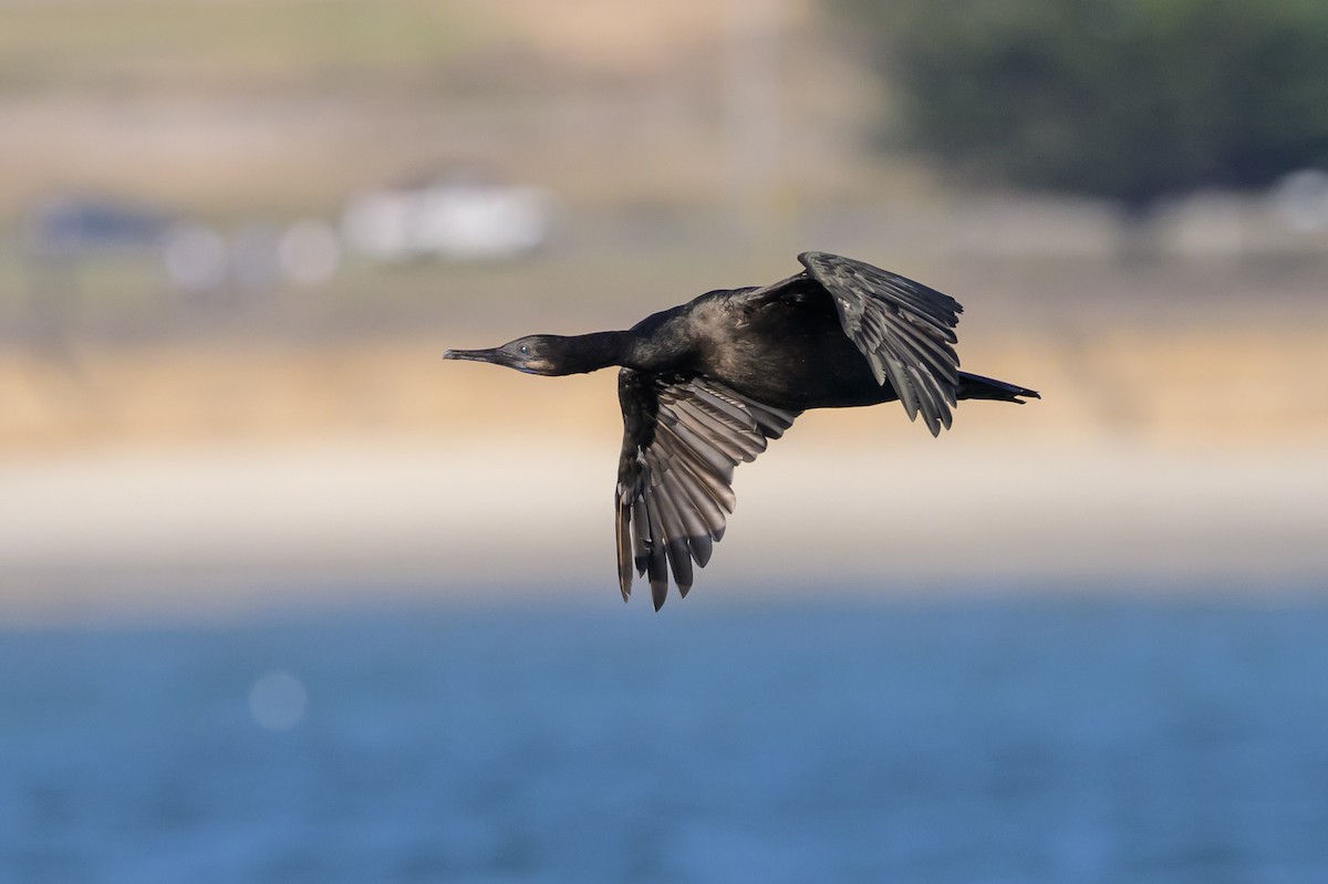 Brandt's Cormorant - ML643370950