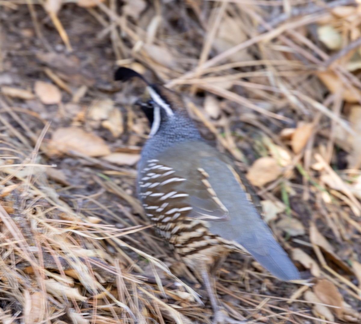 California Quail - ML643370951