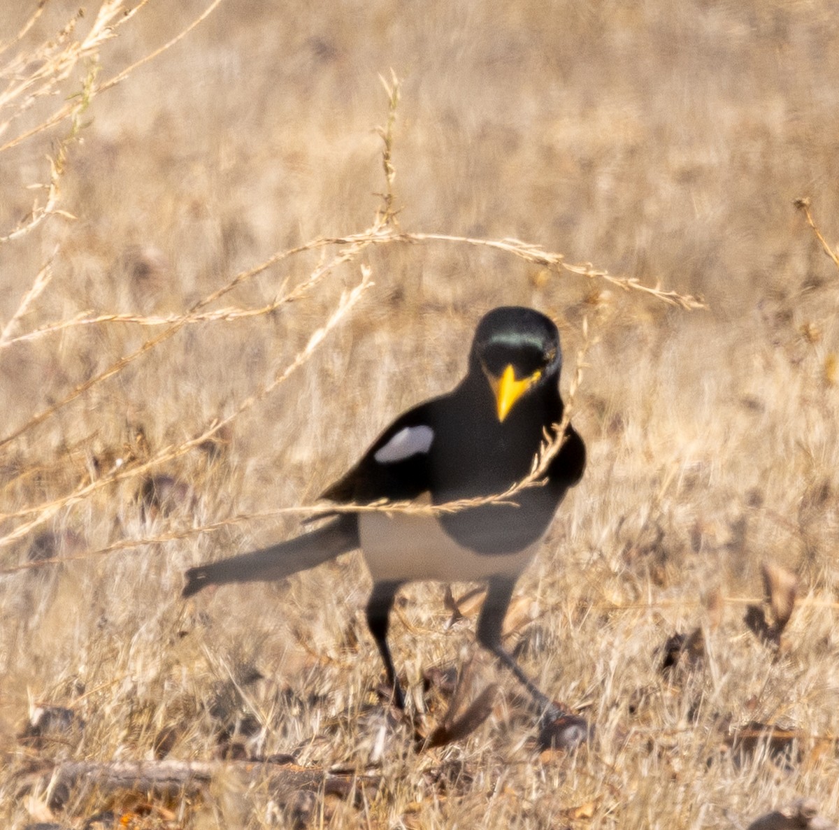 Yellow-billed Magpie - ML643370965