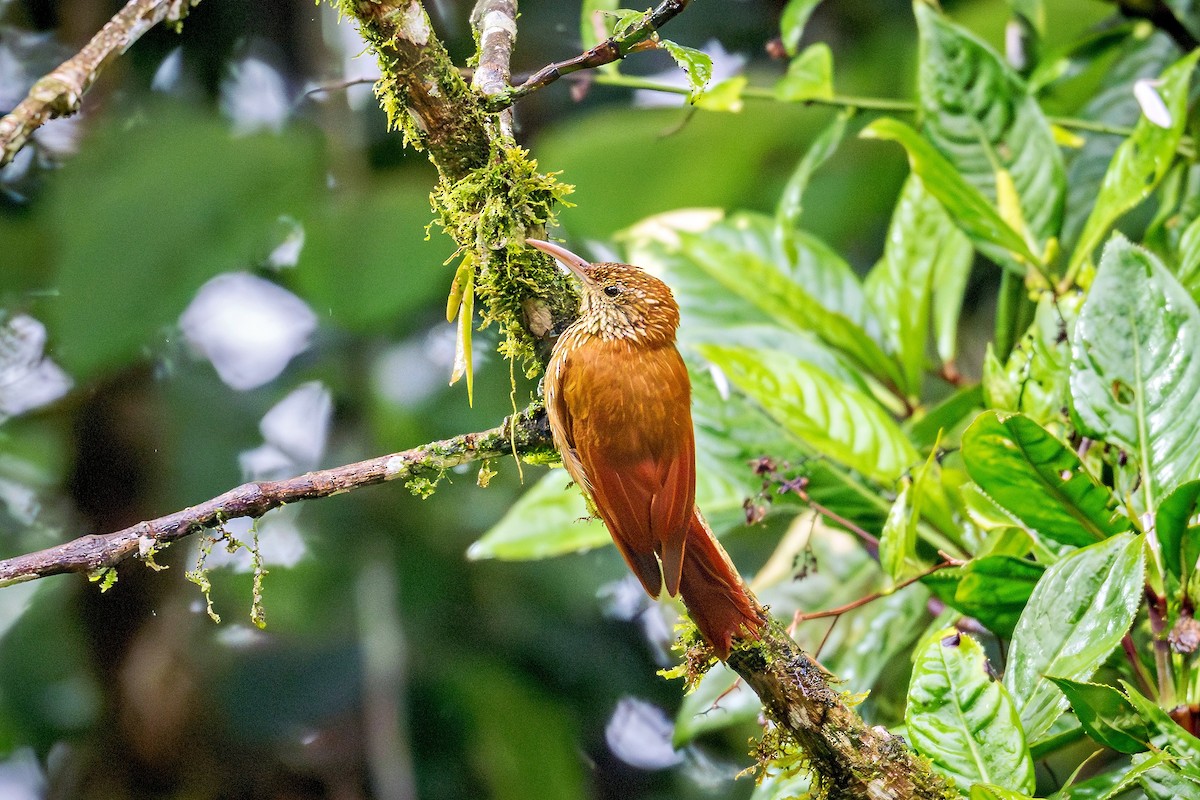 Montane Woodcreeper - ML643370970