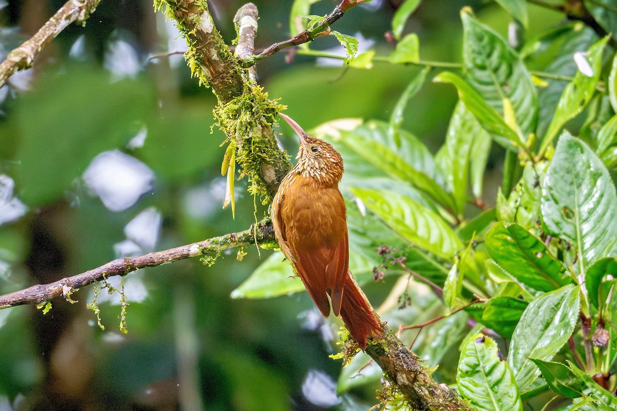 Montane Woodcreeper - ML643370971