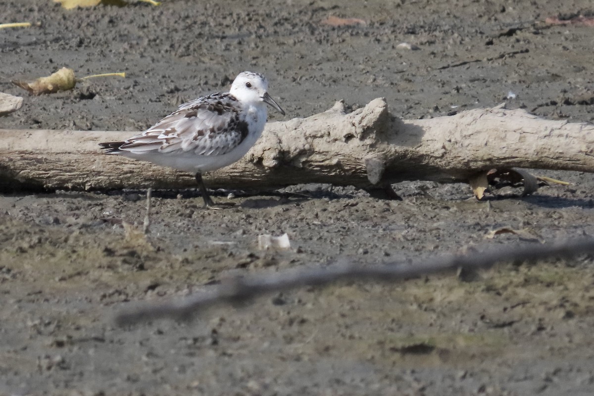 Sanderling - ML643371000