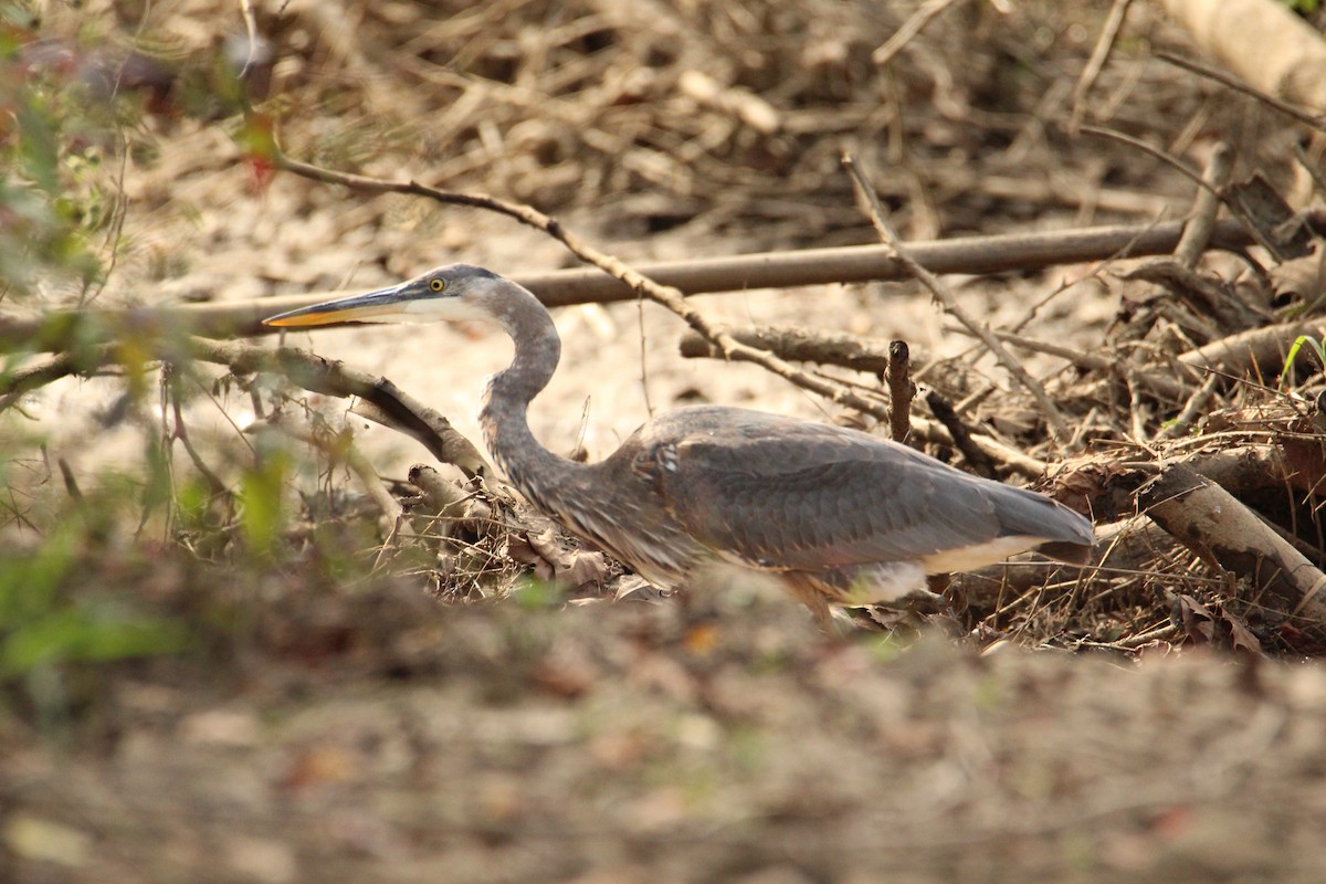 Great Blue Heron - ML643371002