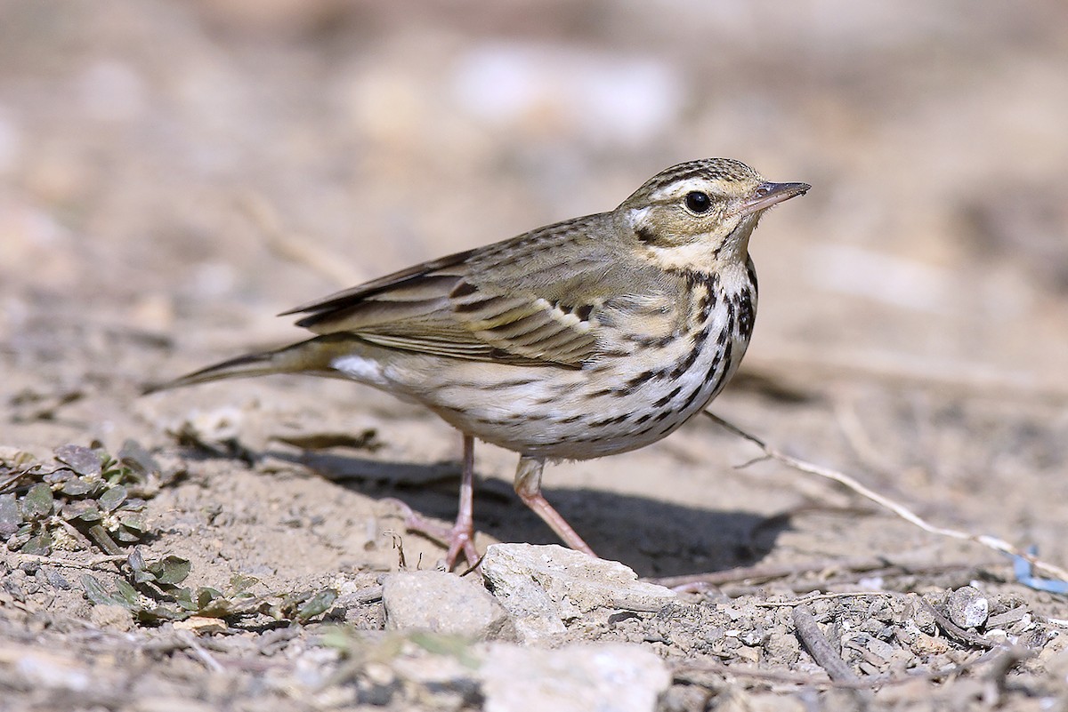 Pipit à dos olive - ML643371010