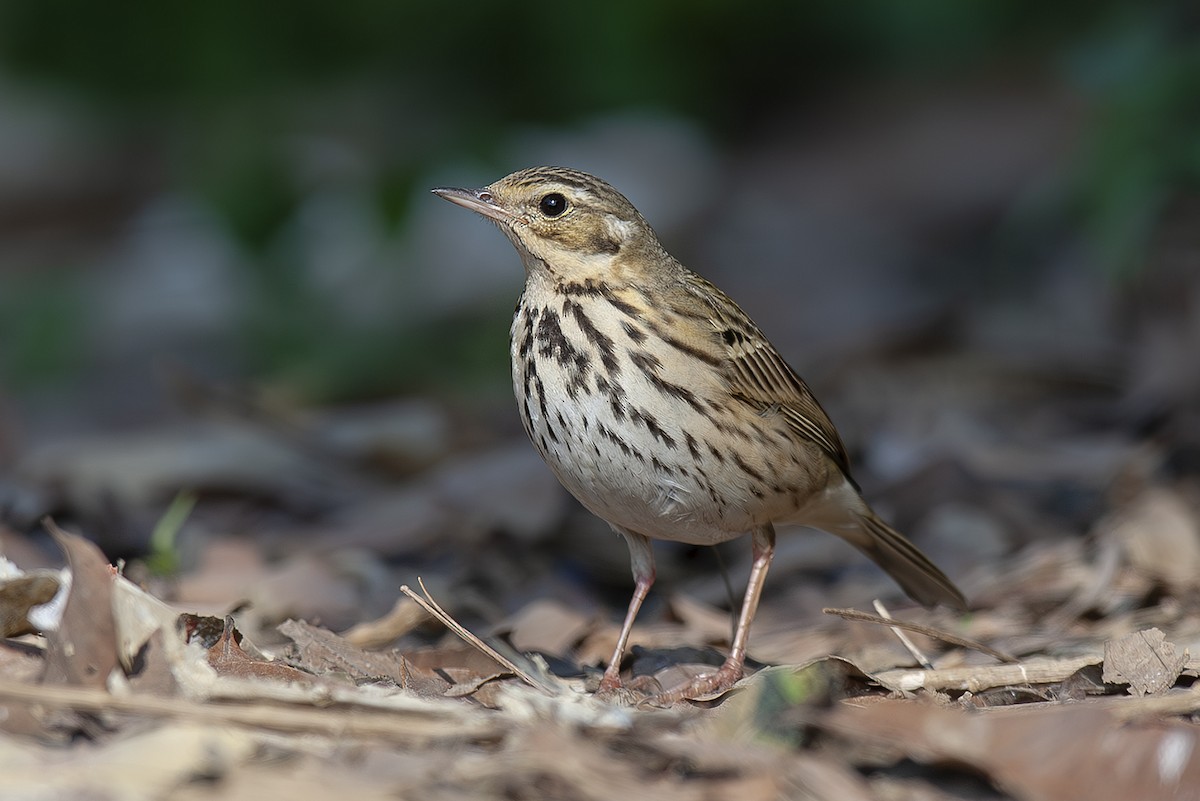 Pipit à dos olive - ML643371011
