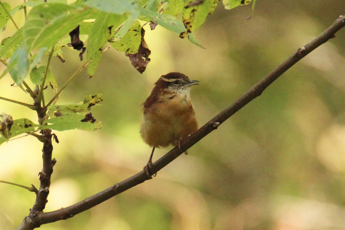 Carolina Wren - ML643371054