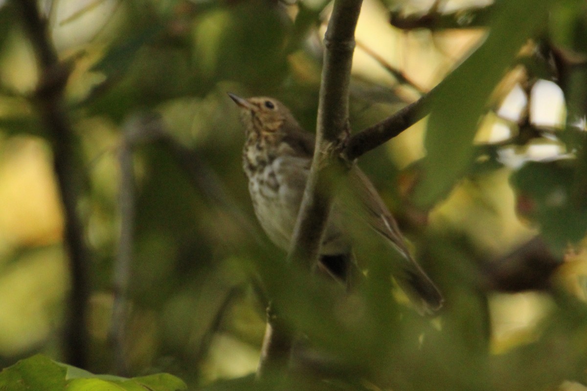 Swainson's Thrush - ML643371087