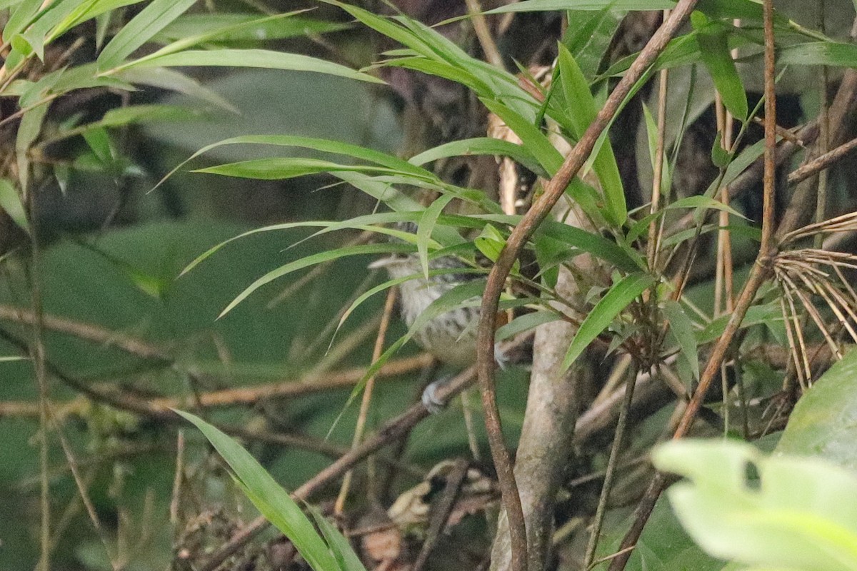 Bar-winged Wood-Wren - ML643371090