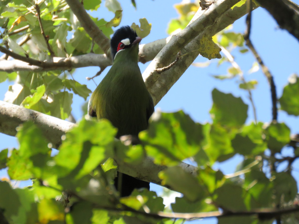 Hartlaub's Turaco - ML643371098