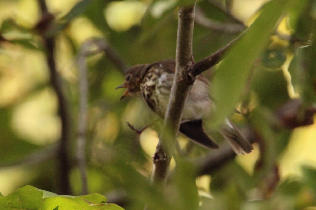 Swainson's Thrush - ML643371117