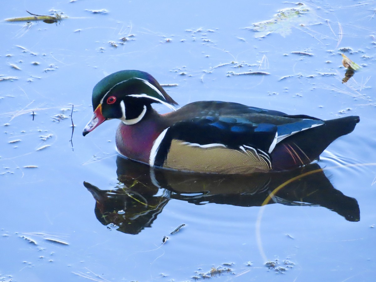 Wood Duck - ML643371119