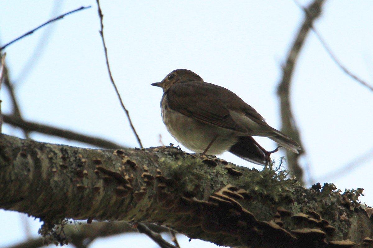 Swainson's Thrush - ML643371124