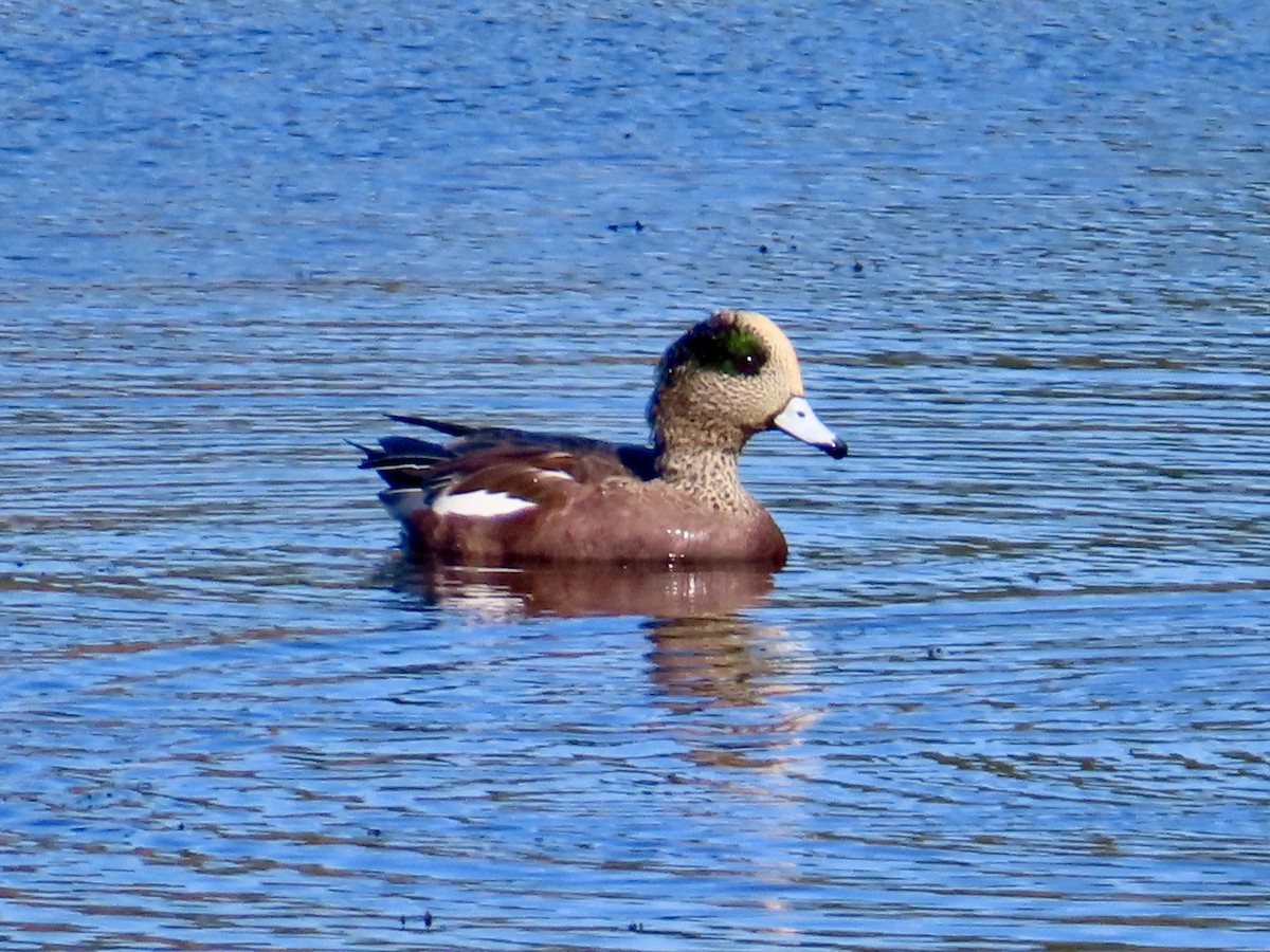 American Wigeon - ML643371127