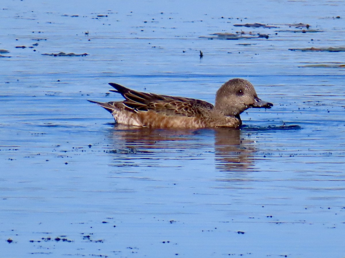 American Wigeon - ML643371128