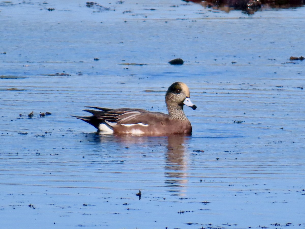 American Wigeon - ML643371129