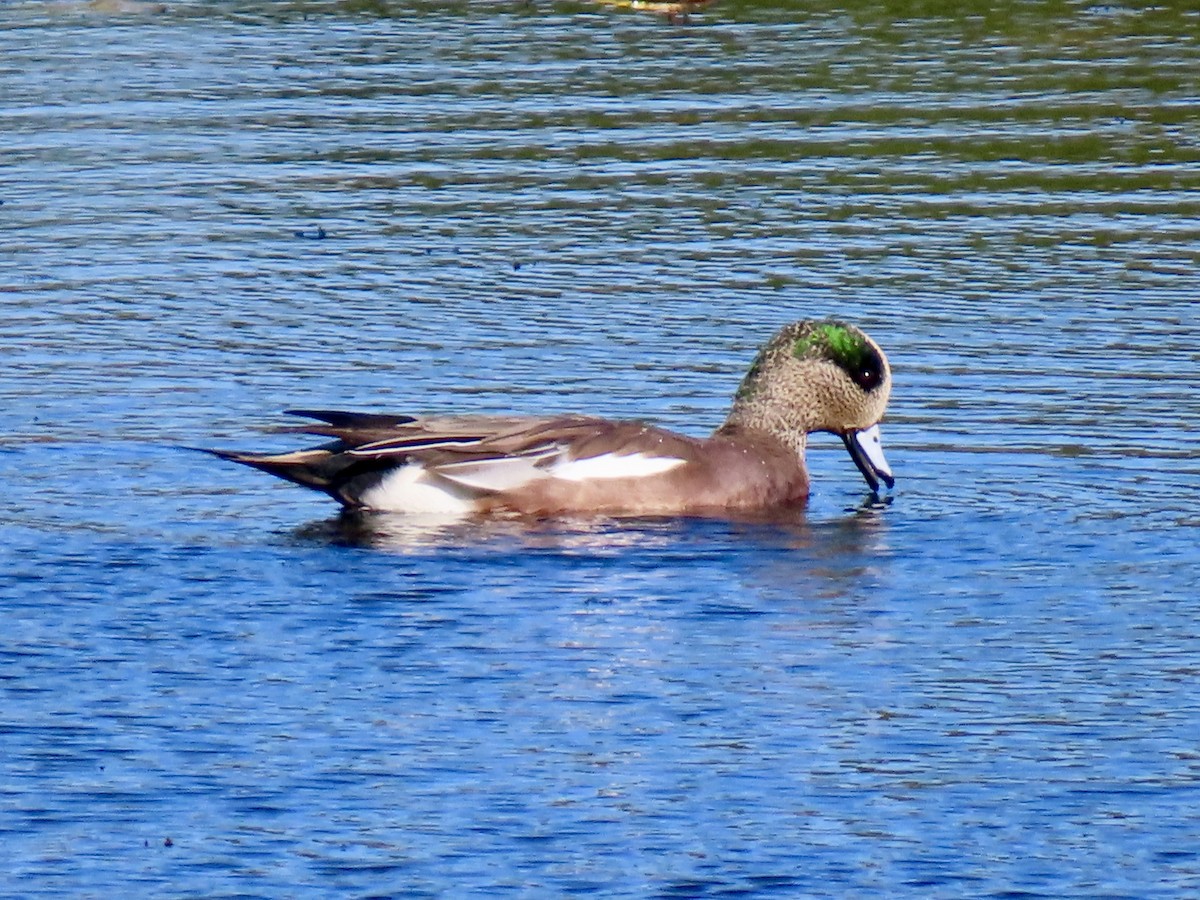 American Wigeon - ML643371130