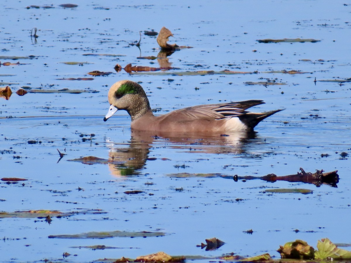 American Wigeon - ML643371131