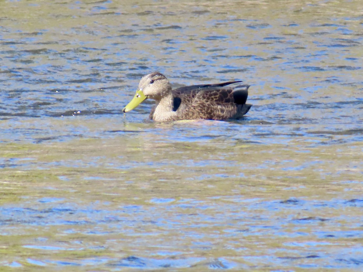 American Black Duck - ML643371133