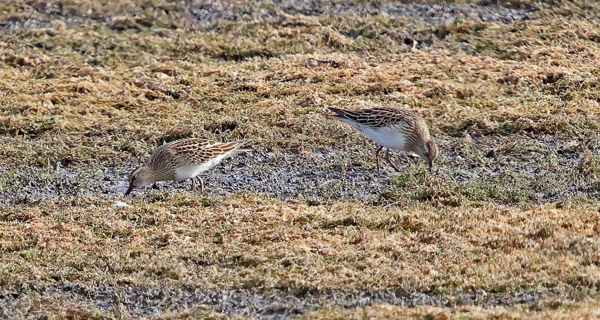 Pectoral Sandpiper - ML643371141