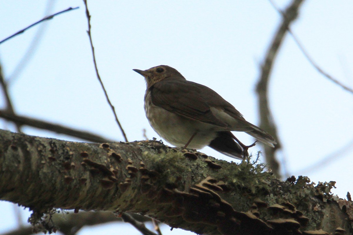Swainson's Thrush - ML643371145