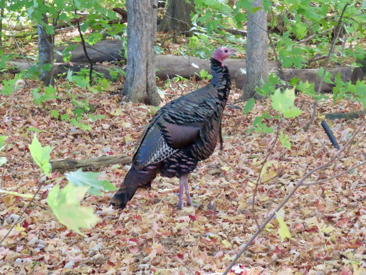 Wild Turkey - ML643371146