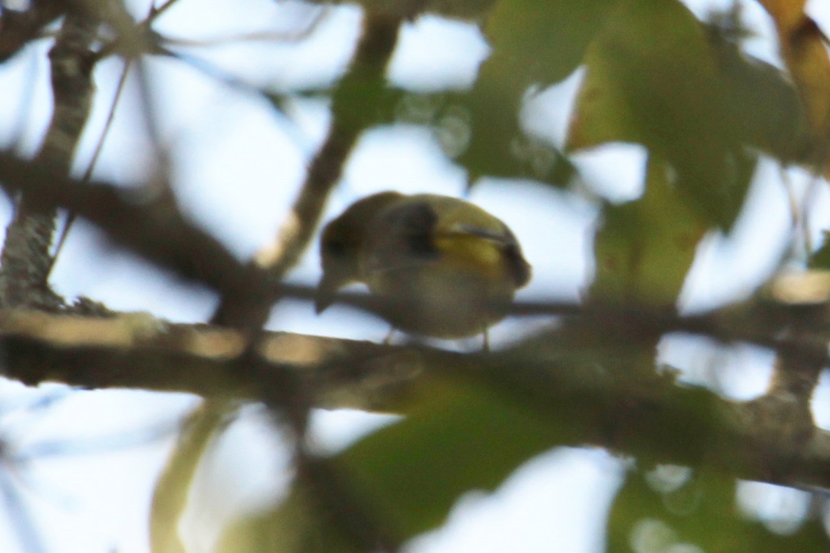 Sarı Gerdanlı Vireo - ML643371163