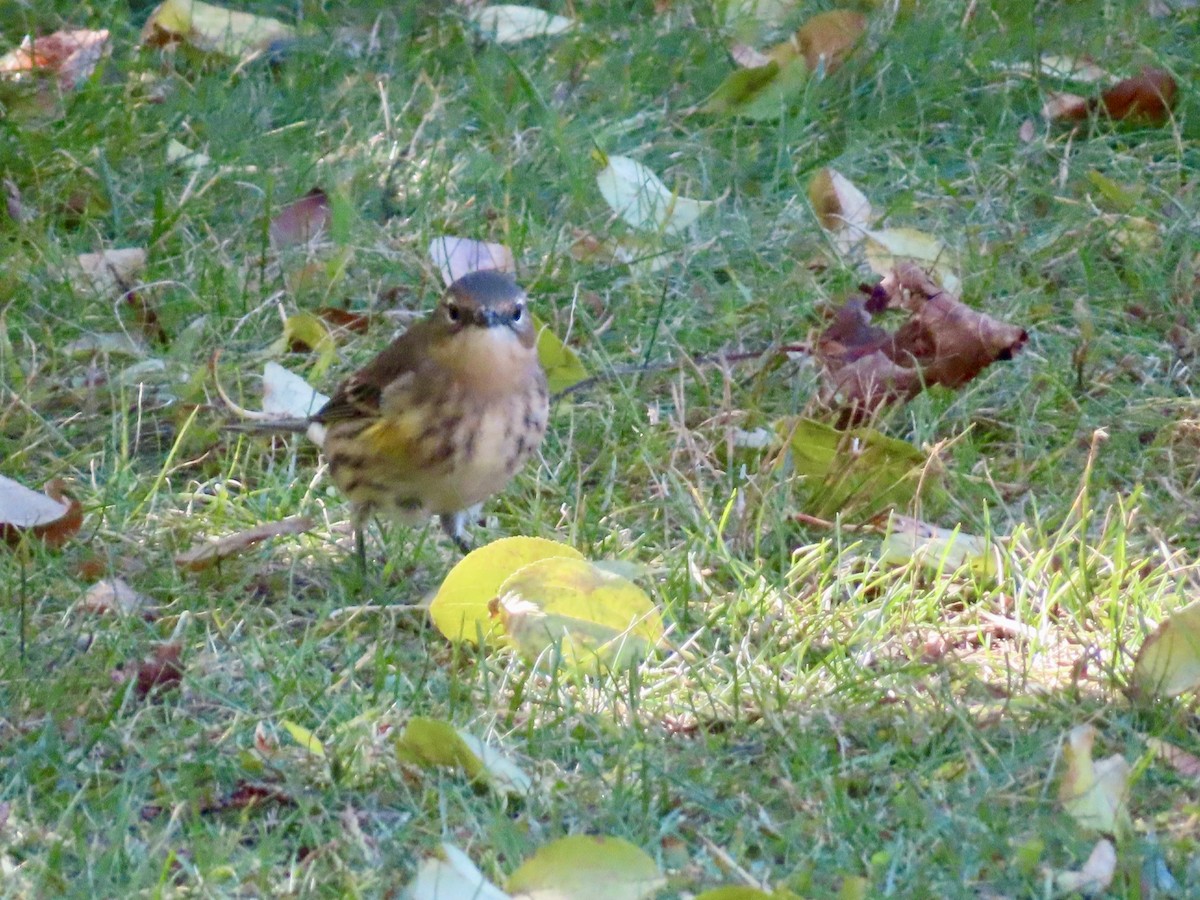 Yellow-rumped Warbler - ML643371164