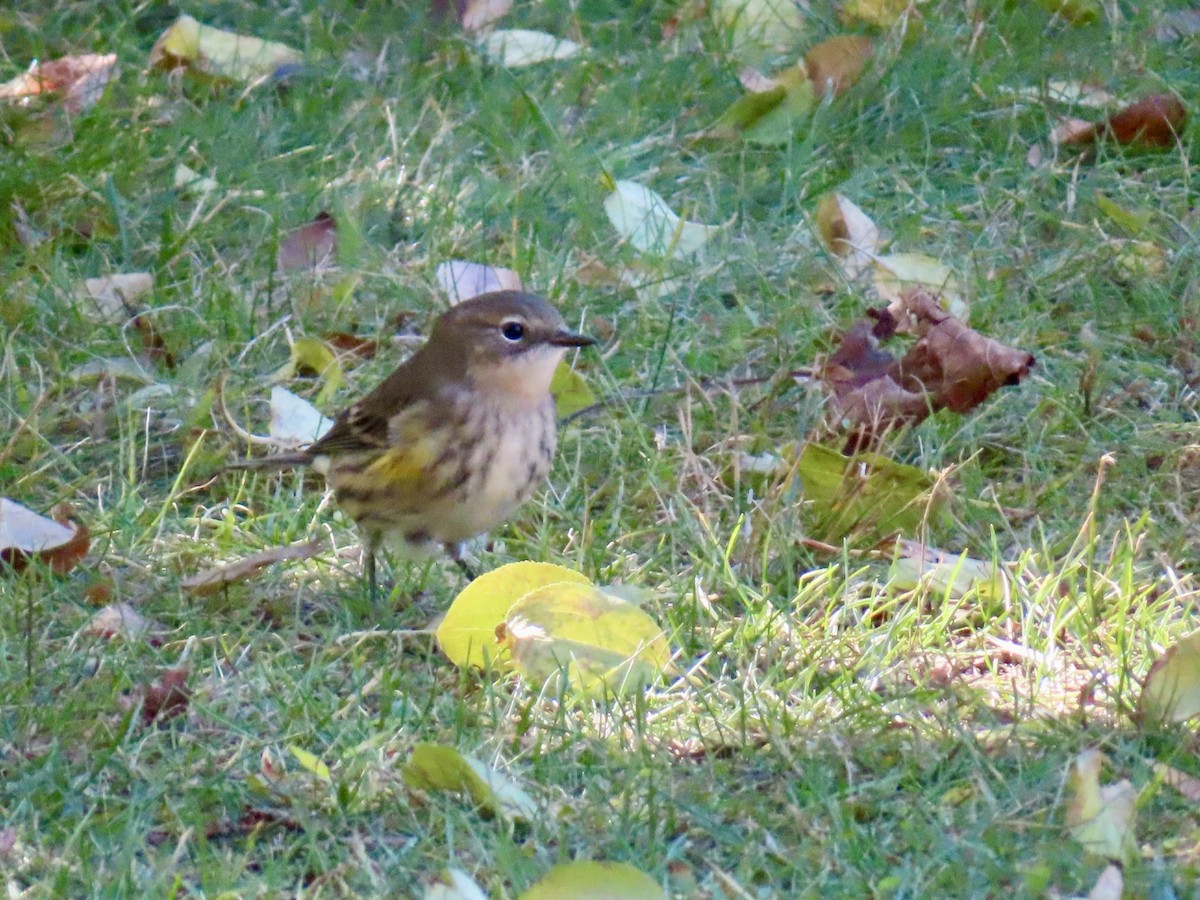 Yellow-rumped Warbler - ML643371165