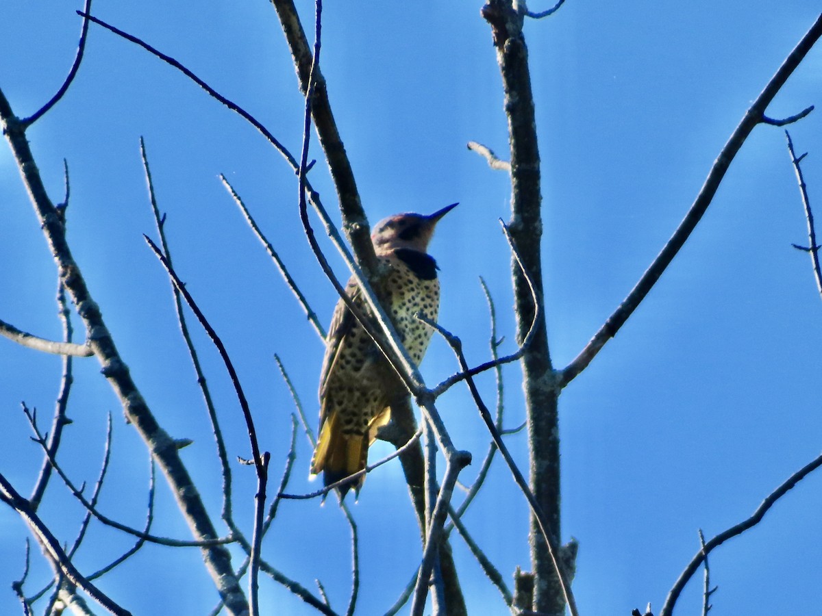 Northern Flicker - ML643371181