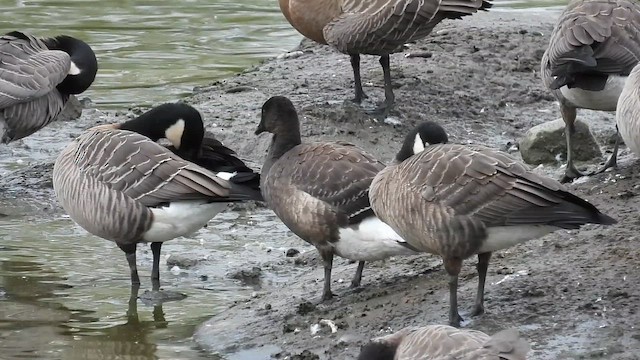 Казарка чорна (підвид nigricans) - ML643371183
