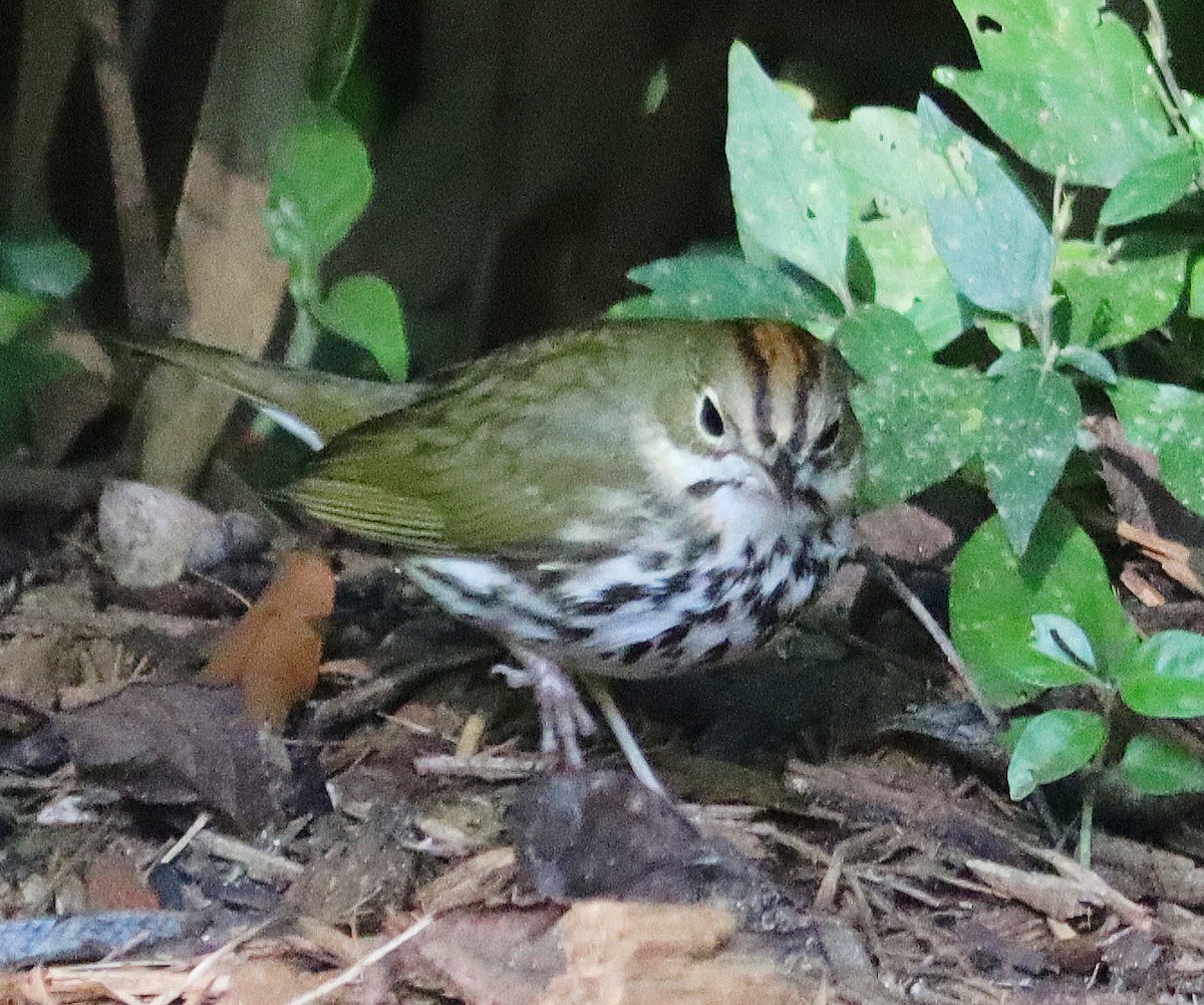 カマドムシクイ - ML643371216