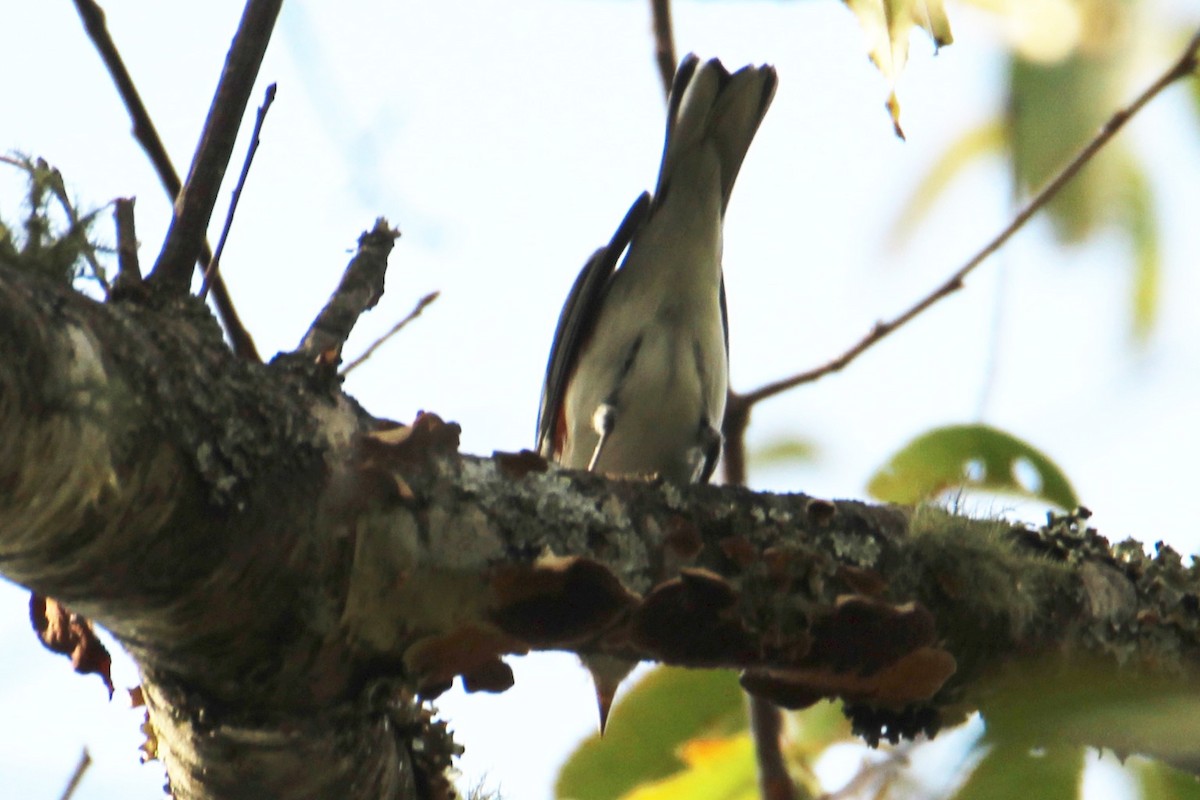 Chestnut-sided Warbler - ML643371238