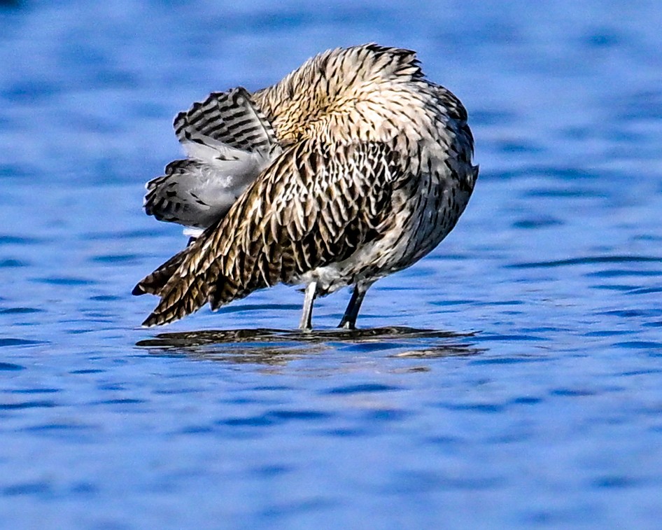 大杓鷸 - ML643371268