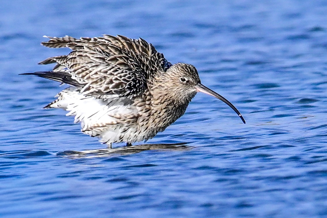 大杓鷸 - ML643371269