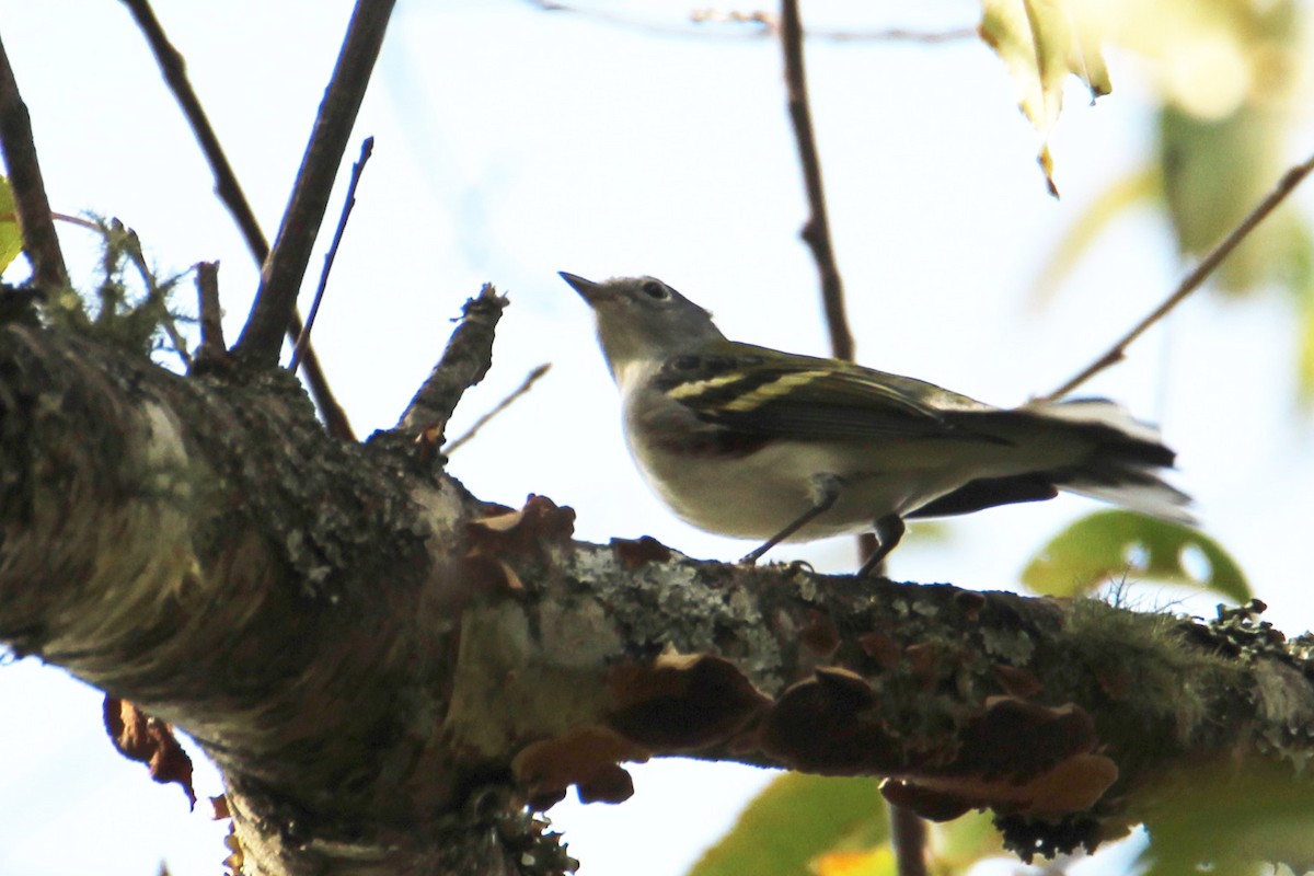 Chestnut-sided Warbler - ML643371277