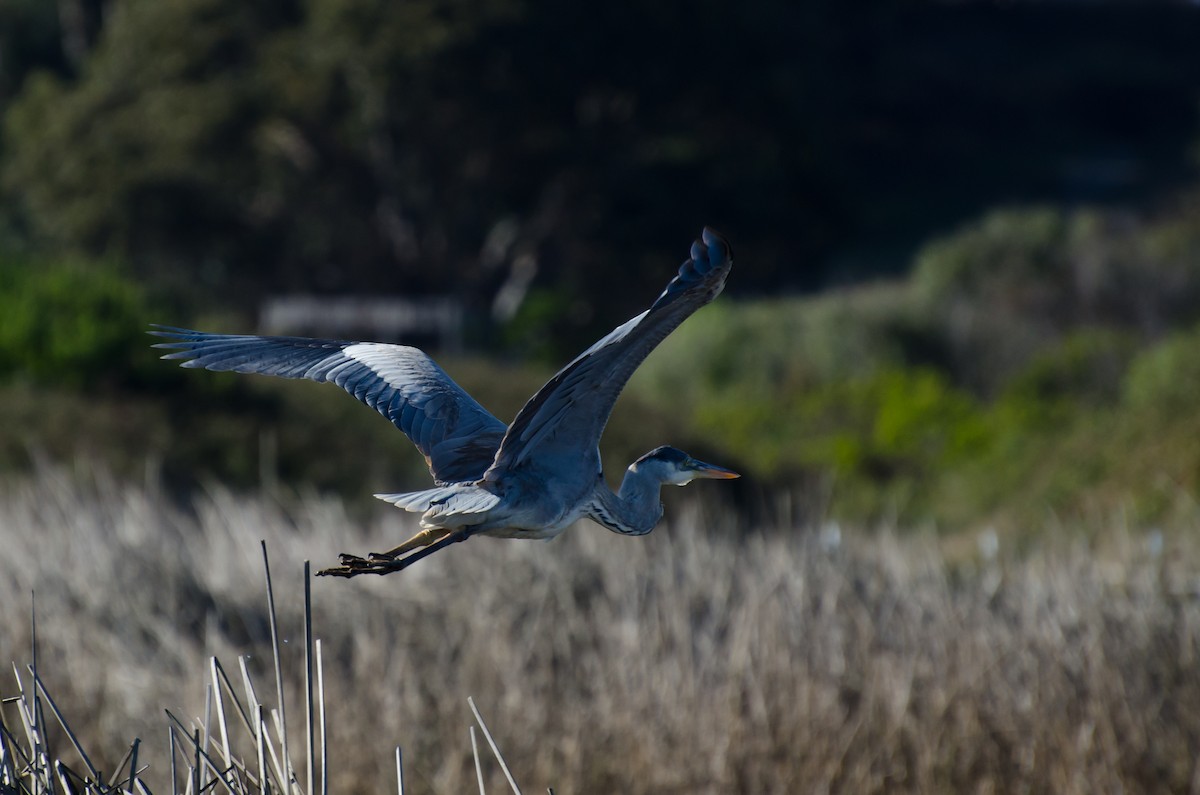 Cocoi Heron - ML643371296