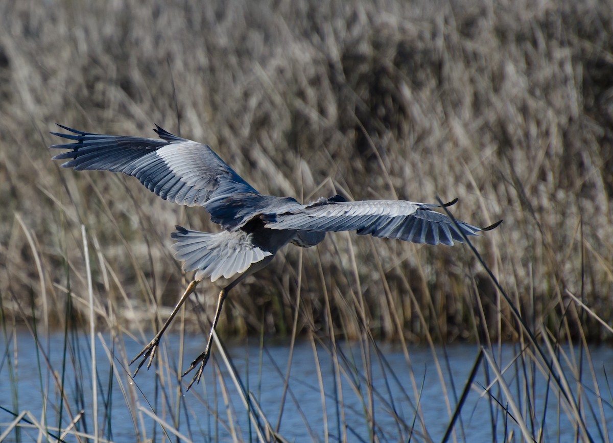 Cocoi Heron - ML643371297