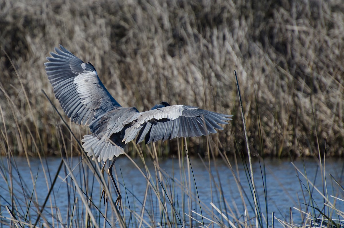 Cocoi Heron - ML643371299