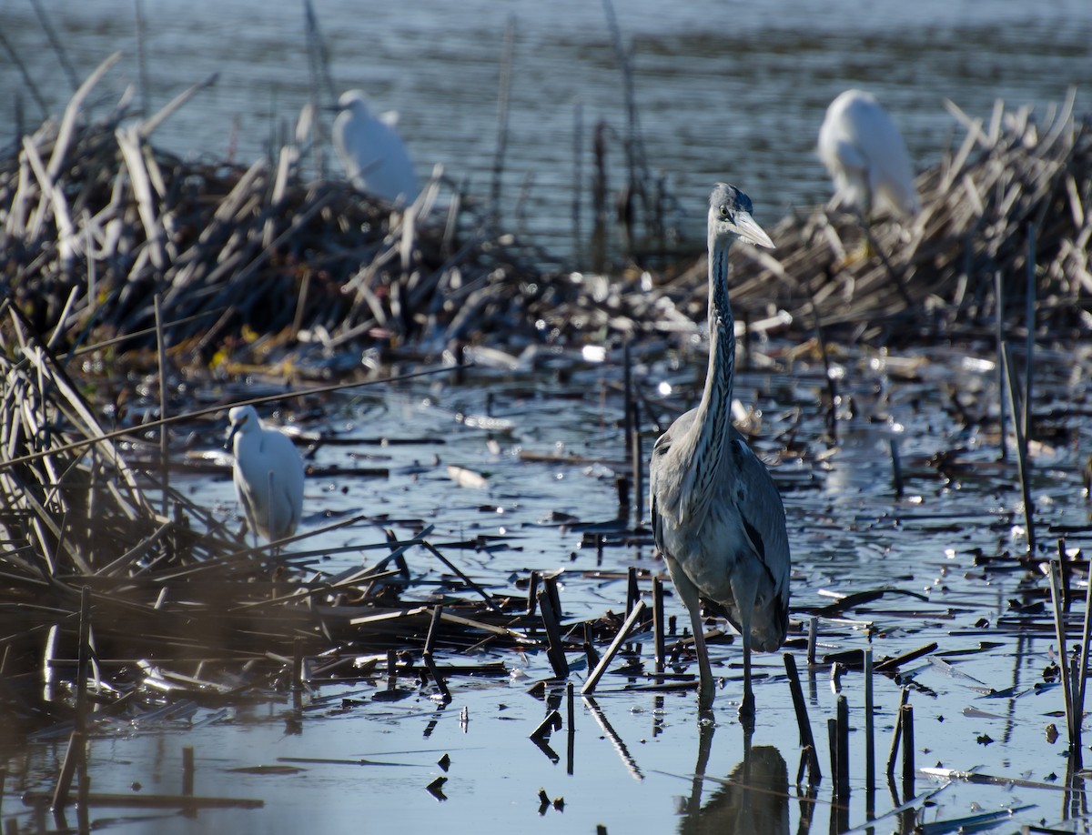 Cocoi Heron - ML643371301