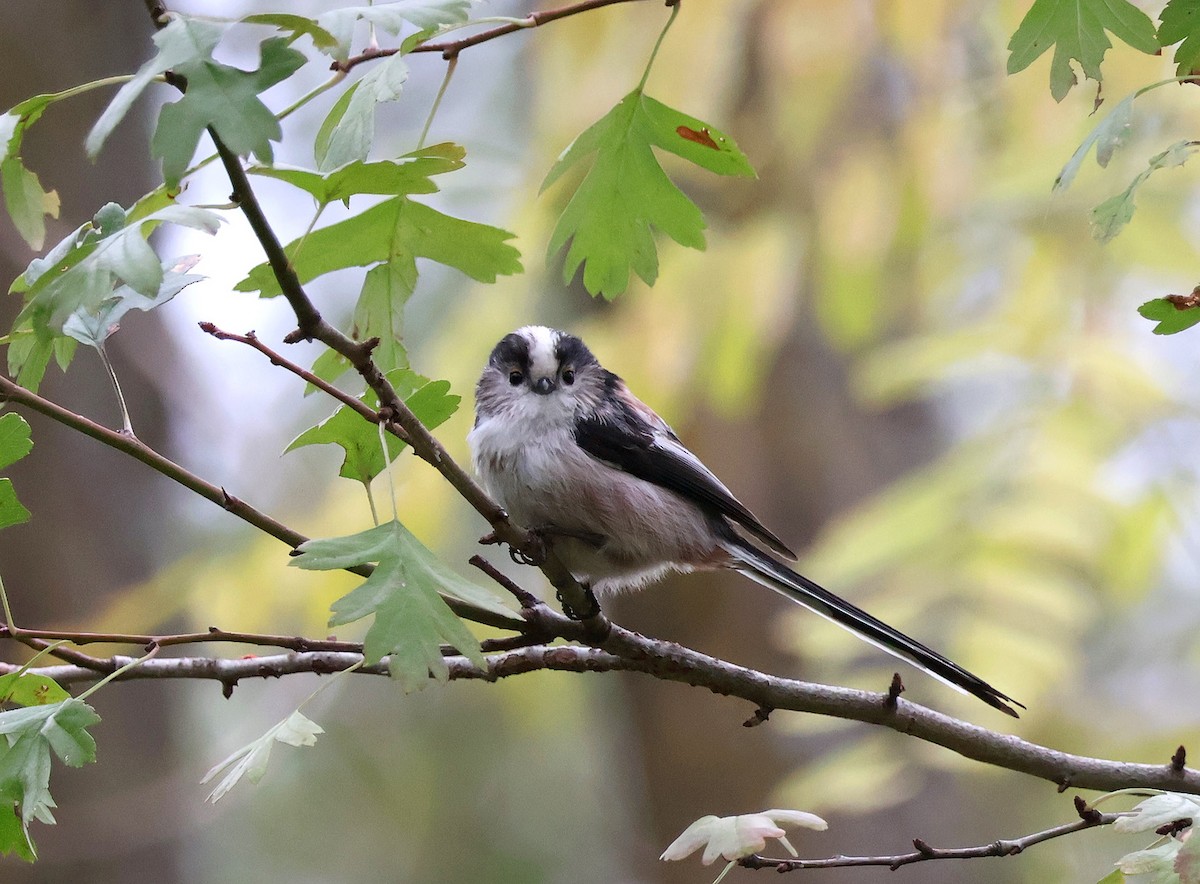 Long-tailed Tit - ML643371303