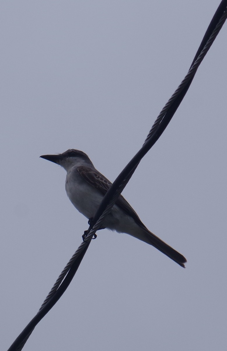 Gray Kingbird - ML643371352