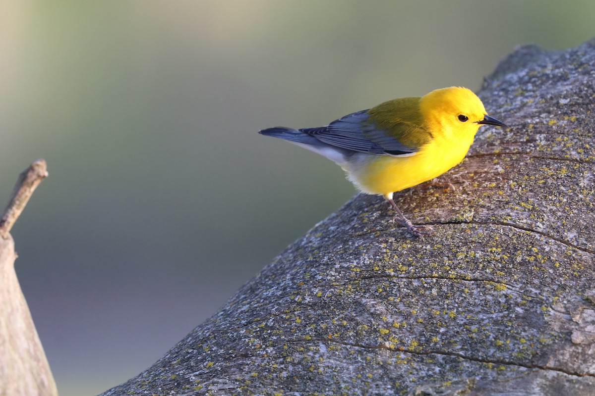 Prothonotary Warbler - ML643371360