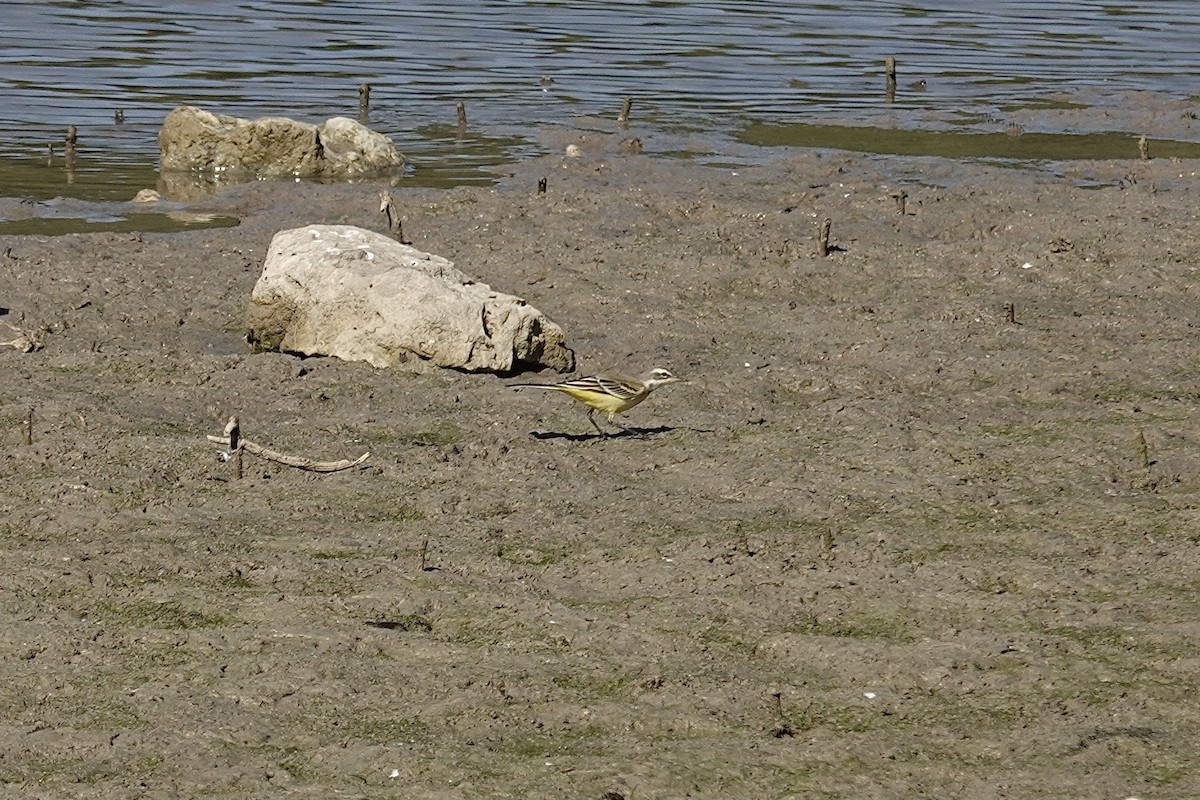 Өрнийн шар цэгцгий - ML643371385