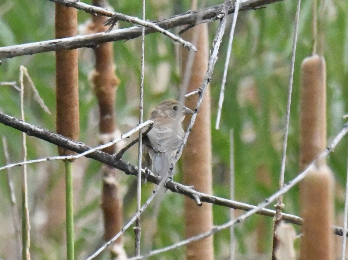 Varied Bunting - ML643371406