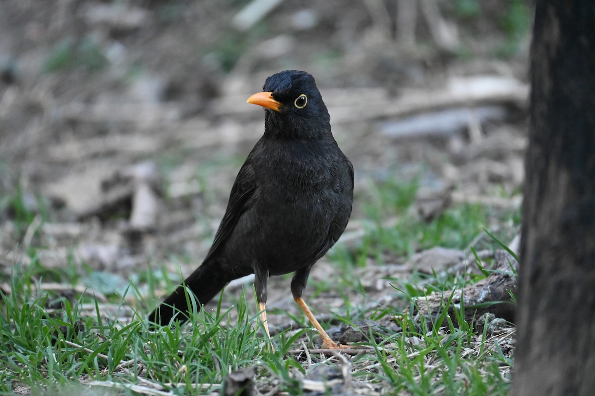 Chiguanco Thrush - ML643371412