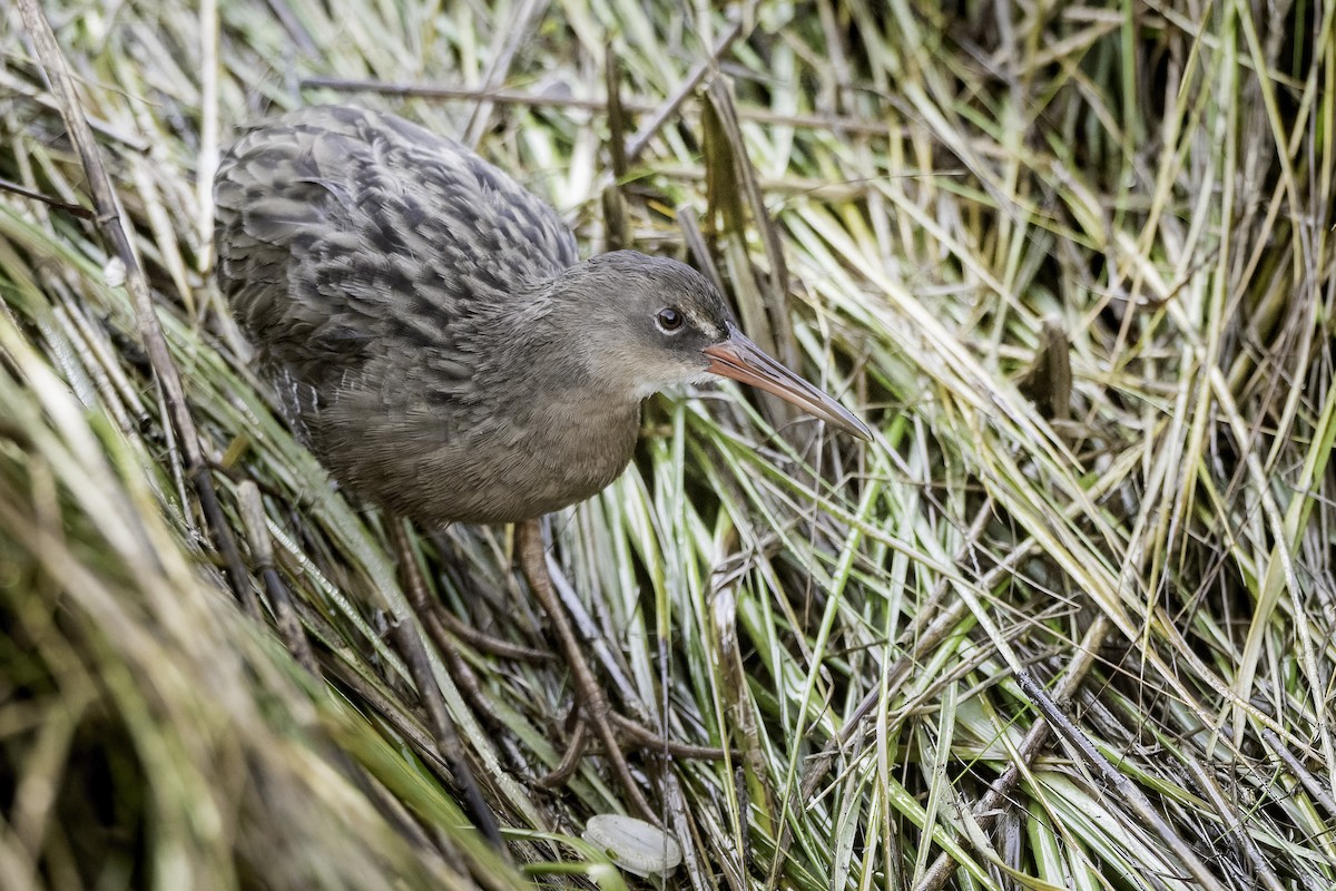 Ridgway's Rail (San Francisco Bay) - ML643371460